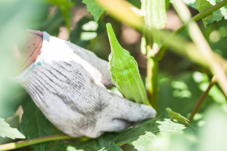 gumbo growing in the field in summerの写真素材