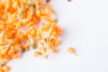 sweet osmanthus blooming in the autumn の写真素材