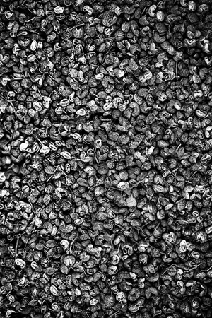 Chinese prickly ash studio shotの写真素材