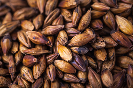 barley tea roasted studio shotの写真素材