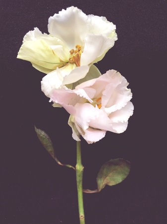 Beautiful Eustoma in dark backgroundの写真素材