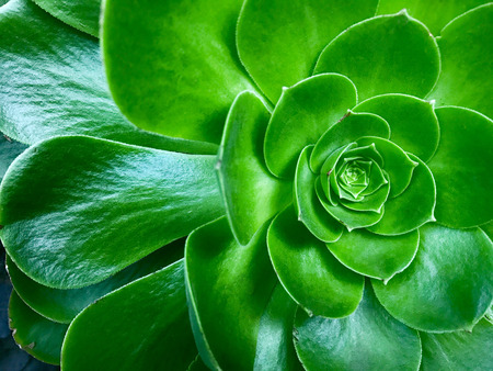 An isolated shot of a green aloe succulent plantの写真素材
