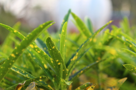 Natural beauty from Bangladesh.の写真素材