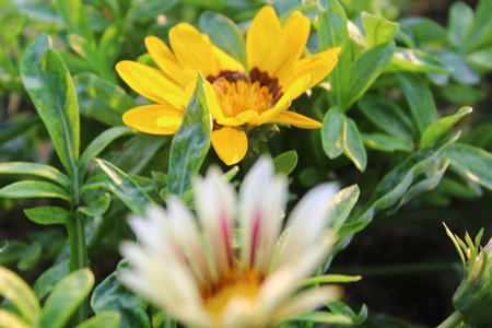 Natural beautifull Flowerの写真素材