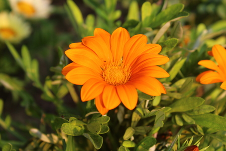 Natural beautifull Flowerの写真素材