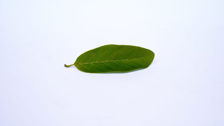 Green srikaya leaf. for health medicine isolated white backgroundの写真素材