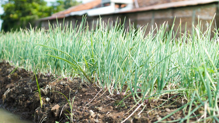 red onion garden, agricultural conceptの写真素材