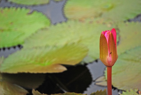 Exotic flower redの写真素材