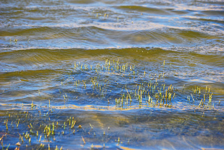 Aquatic bushの写真素材