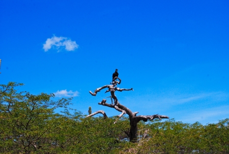 Vultureの写真素材