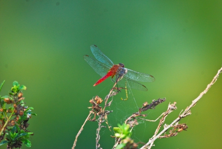 Red dragonflyの写真素材