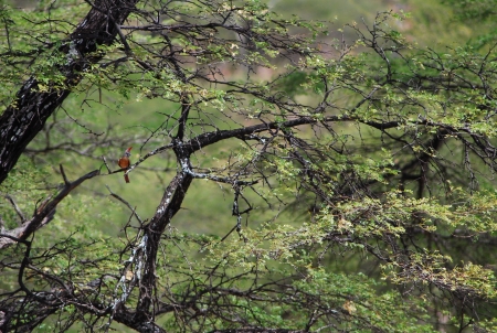 Young cardinalの写真素材