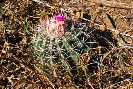 Cactusの写真素材