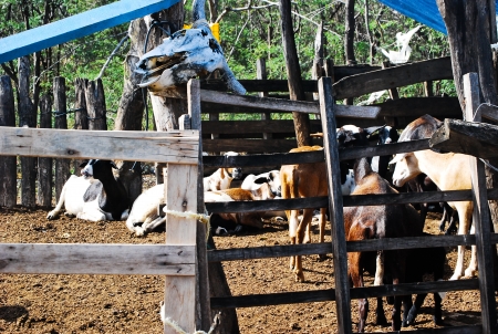 Goatsの写真素材