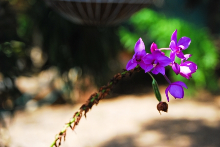 Purple flowerの写真素材