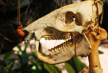 Skullの写真素材