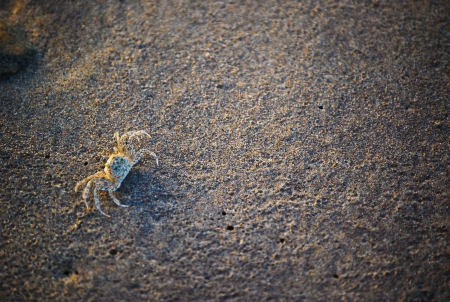 Crabの写真素材