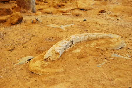 Fossile of mastodontの写真素材