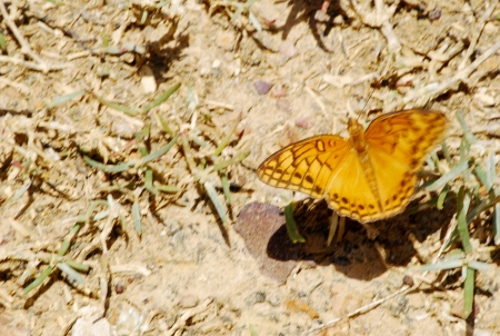 Butterflyの写真素材