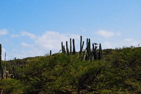 Cactusの写真素材