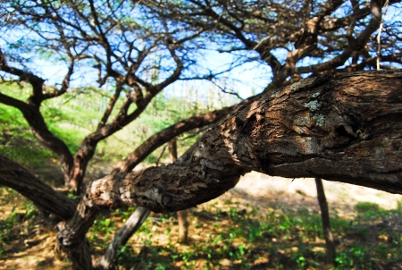 Wild treeの写真素材
