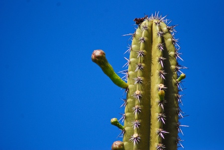 Cactusの写真素材