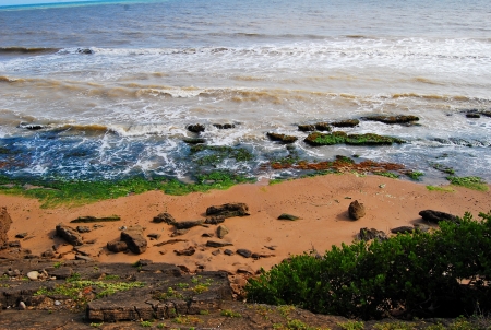 Seaweedの写真素材
