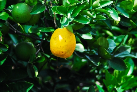 Orangeの写真素材