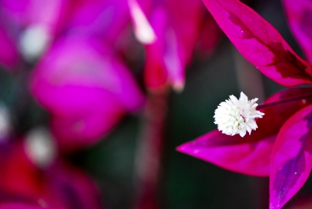 Tiny flowerの写真素材
