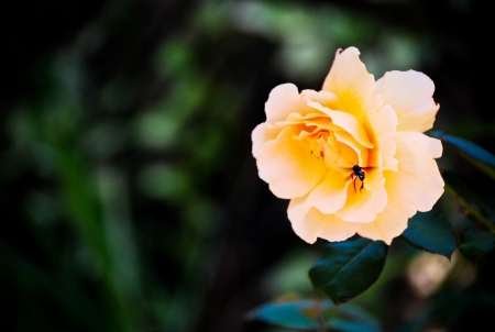 Beeの写真素材