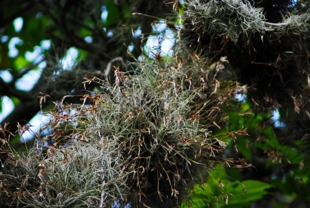 Liquenの写真素材