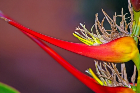 Paradise bird flowerの写真素材