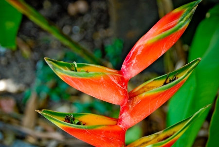 Exotic flowerの写真素材