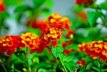 Little flowerの写真素材