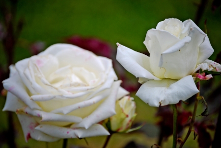 White roseの写真素材