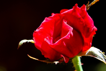 Red Roseの写真素材