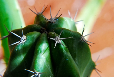 Prickleの写真素材
