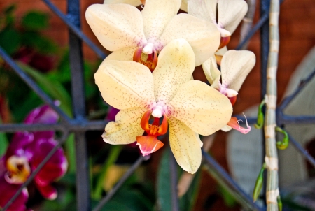 Orange Orchidの写真素材