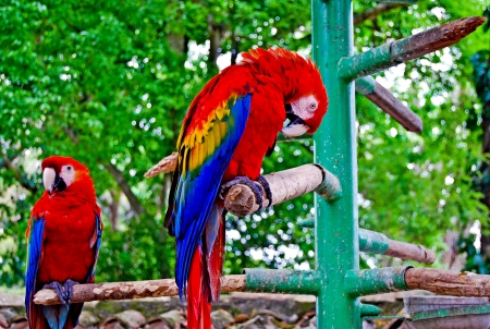 Flag ´s Macawの写真素材