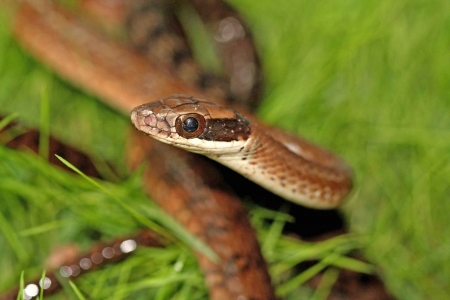 Hunter snakeの写真素材