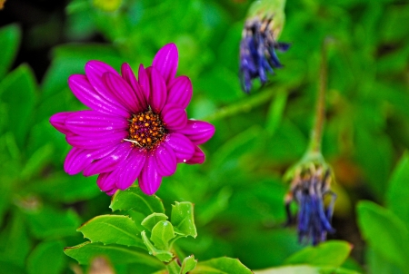 Pink flowerの写真素材