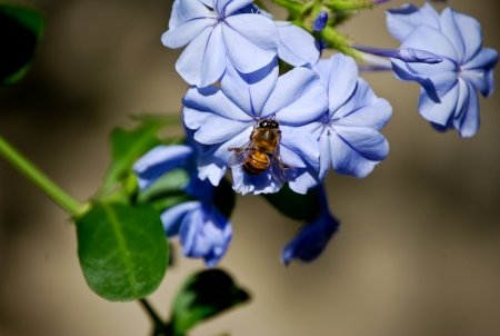 Beeの写真素材