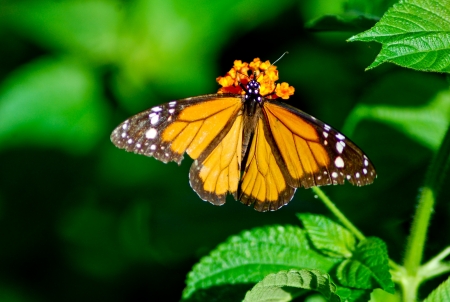 Monarch butterflyの写真素材