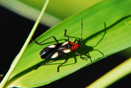 Bugの写真素材