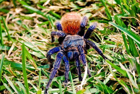 Blue Tarantulaの写真素材