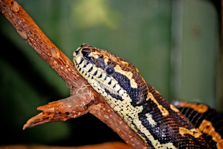 Diamond Pythonの写真素材