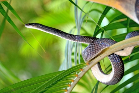 Hunter snakeの写真素材