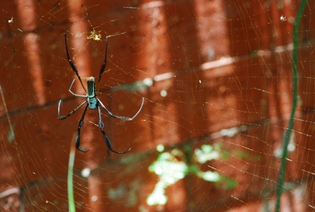Spiderの写真素材