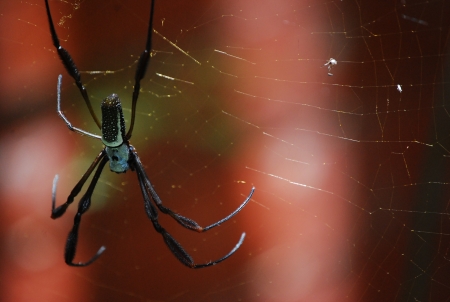 Spiderの写真素材