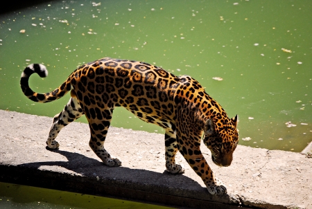 Jaguarの写真素材